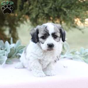 Jenny, Bich-Poo Puppy